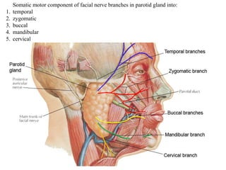 Somatic motor component of facial nerve branches in parotid gland into:
1. temporal
2. zygomatic
3. buccal
4. mandibular
5. cervical
 