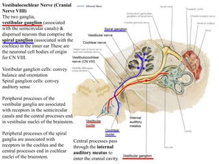 Vestibulocochlear Nerve (Cranial
Nerve VIII)
The two ganglia,
vestibular ganglion (associated
with the semicircular canals) &
dispersed neurons that comprise the
spiral ganglion (associated with the
cochlea) in the inner ear These are
the neuronal cell bodies of origin
for CN VIII.
Vestibular ganglion cells: convey
balance and orientation
Spiral ganglion cells: convey
auditory sense
Peripheral processes of the
vestibular ganglia are associated
with receptors in the semicircular
canals and the central processes end
in vestibular nuclei of the brainstem.
Peripheral processes of the spiral
ganglia are associated with
receptors in the cochlea and the
central processes end in cochlear
nuclei of the brainstem.
Central processes pass
through the internal
auditory meatus to
enter the cranial cavity.
 