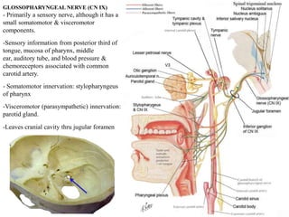 GLOSSOPHARYNGEAL NERVE (CN IX)
- Primarily a sensory nerve, although it has a
small somatomotor & visceromotor
components.
-Sensory information from posterior third of
tongue, mucosa of pharynx, middle
ear, auditory tube, and blood pressure &
chemoreceptors associated with common
carotid artery.
- Somatomotor innervation: stylopharyngeus
of pharynx
-Visceromotor (parasympathetic) innervation:
parotid gland.
-Leaves cranial cavity thru jugular foramen
 