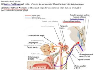 Location of cell bodies:
1) Nucleus Ambiguus: cell bodies of origin for somatomotor fibers that innervate stylopharyngeus
2) Inferior Salivary Nucleus: cell bodies of origin for visceromotor fibers that are involved in
innervation of the parotid gland
 