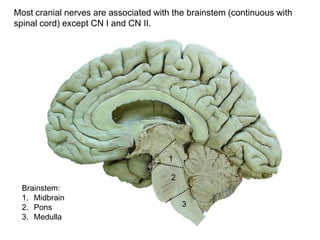 Brainstem:
1. Midbrain
2. Pons
3. Medulla
1
2
3
Most cranial nerves are associated with the brainstem (continuous with
spinal cord) except CN I and CN II.
 