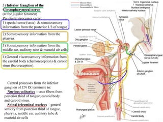 3) Inferior Ganglion of the
Glossopharyngeal nerve
(at the jugular foramen).
Peripheral processes carry:
1) special sense (taste) & somatosensory
information from the posterior 1/3 of tongue
2) Somatosensory information from the
pharynx
3) Somatosensory information from the
middle ear, auditory tube & mastoid air cells
4) General viscerosensory information from
the carotid body (chemoreception) & carotid
sinus (baroreception).
Central processes from the inferior
ganglion of CN IX terminate in:
Nucleus solitarius – taste fibers from
posterior third of tongue, carotid body
and carotid sinus.
Spinal trigeminal nucleus – general
sensory from posterior third of tongue,
pharynx, middle ear, auditory tube &
mastoid air cells
Spina
l
 