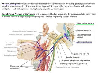 Nucleus Ambiguus: neuronal cell bodies that innervate skeletal muscles including: pharyngeal constrictor
muscles, intrinsic muscles of larynx (external laryngeal & recurrent laryngeal nn.), levator veli palatini
(soft palate) and palatoglossus, palatopharyngeus, salpingopharyngeus
Dorsal Motor Nucleus of the Vagus: first neuronal cell bodies responsible for parasympathetic innervation
of smooth muscle of digestive system (to splenic flexure), respiratory system and heart.
Spinal trigeminal
nucleus
 