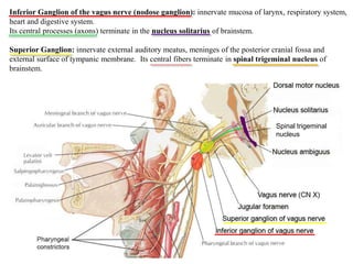Inferior Ganglion of the vagus nerve (nodose ganglion): innervate mucosa of larynx, respiratory system,
heart and digestive system.
Its central processes (axons) terminate in the nucleus solitarius of brainstem.
Superior Ganglion: innervate external auditory meatus, meninges of the posterior cranial fossa and
external surface of tympanic membrane. Its central fibers terminate in spinal trigeminal nucleus of
brainstem.
Spinal trigeminal
nucleus
 