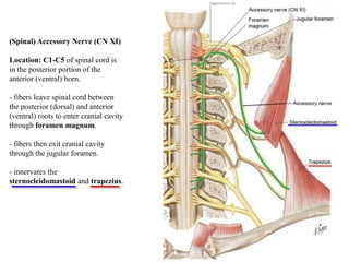 (Spinal) Accessory Nerve (CN XI)
Location: C1-C5 of spinal cord is
in the posterior portion of the
anterior (ventral) horn.
- fibers leave spinal cord between
the posterior (dorsal) and anterior
(ventral) roots to enter cranial cavity
through foramen magnum.
- fibers then exit cranial cavity
through the jugular foramen.
- innervates the
sternocleidomastoid and trapezius.
 