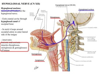 Hypoglossal nucleus:
neuronal cell bodies for the
hypoglossal nerve.
- Exits cranial cavity through
hypoglossal canal of
occipital bone
- In neck it loops around
occipital artery to enter lateral
side of the tongue
- innervates:
Intrinsic and extrinsic
muscles (hyoglossus,
styloglossus & genioglossus)
of tongue
HYPOGLOSSAL NERVE (CN XII)
 