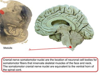 Cranial nerve somatomotor nuclei are the location of neuronal cell bodies for
somatomotor fibers that innervate skeletal muscles of the face and neck.
The somatomotor cranial nerve nuclei are equivalent to the ventral horn of
the spinal cord.
Medulla
 