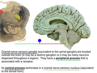 Cranial nerve sensory ganglia (equivalent to the spinal ganglia) are located
outside the brain (it may be a distinct ganglion or it may be many neurons
dispersed throughout a region). They have a peripheral process that is
associated with a receptor.
Its central process terminates in a cranial nerve sensory nucleus (equivalent
to the dorsal horn).
 