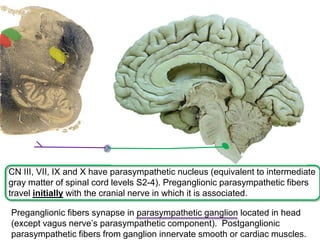 CN III, VII, IX and X have parasympathetic nucleus (equivalent to intermediate
gray matter of spinal cord levels S2-4). Preganglionic parasympathetic fibers
travel initially with the cranial nerve in which it is associated.
Preganglionic fibers synapse in parasympathetic ganglion located in head
(except vagus nerve’s parasympathetic component). Postganglionic
parasympathetic fibers from ganglion innervate smooth or cardiac muscles.
 