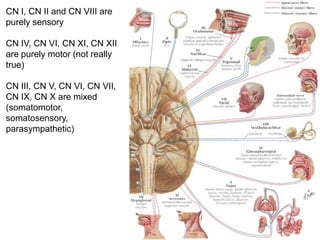 CN I, CN II and CN VIII are
purely sensory
CN IV, CN VI, CN XI, CN XII
are purely motor (not really
true)
CN III, CN V, CN VI, CN VII,
CN IX, CN X are mixed
(somatomotor,
somatosensory,
parasympathetic)
 
