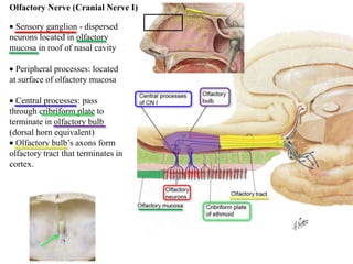 Sensory ganglion - dispersed
neurons located in olfactory
mucosa in roof of nasal cavity
Peripheral processes: located
at surface of olfactory mucosa
Central processes: pass
through cribriform plate to
terminate in olfactory bulb
(dorsal horn equivalent)
Olfactory bulb’s axons form
olfactory tract that terminates in
cortex.
Olfactory Nerve (Cranial Nerve I)
 
