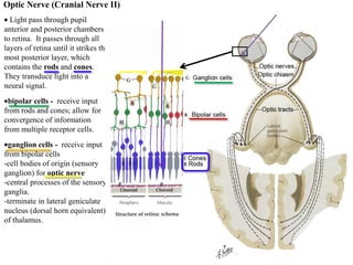 Light pass through pupil
anterior and posterior chambers
to retina. It passes through all
layers of retina until it strikes the
most posterior layer, which
contains the rods and cones.
They transduce light into a
neural signal.
bipolar cells - receive input
from rods and cones; allow for
convergence of information
from multiple receptor cells.
ganglion cells - receive input
from bipolar cells
-cell bodies of origin (sensory
ganglion) for optic nerve
-central processes of the sensory
ganglia.
-terminate in lateral geniculate
nucleus (dorsal horn equivalent)
of thalamus.
Optic Nerve (Cranial Nerve II)
 