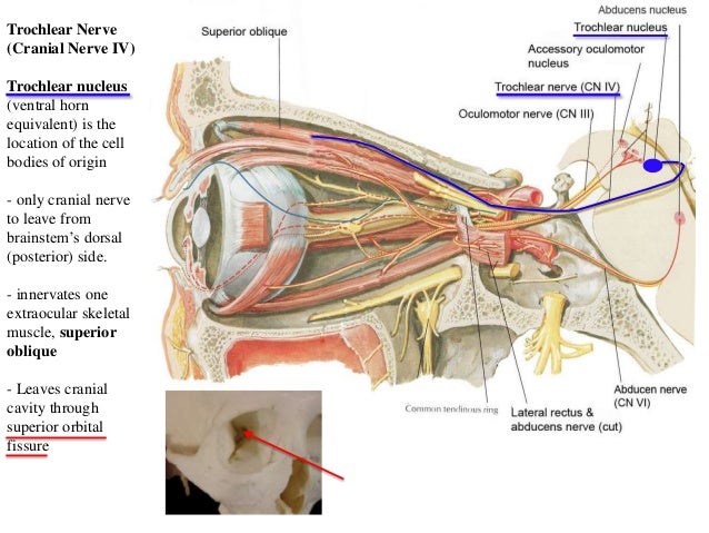 Cranial nerves overview 2013