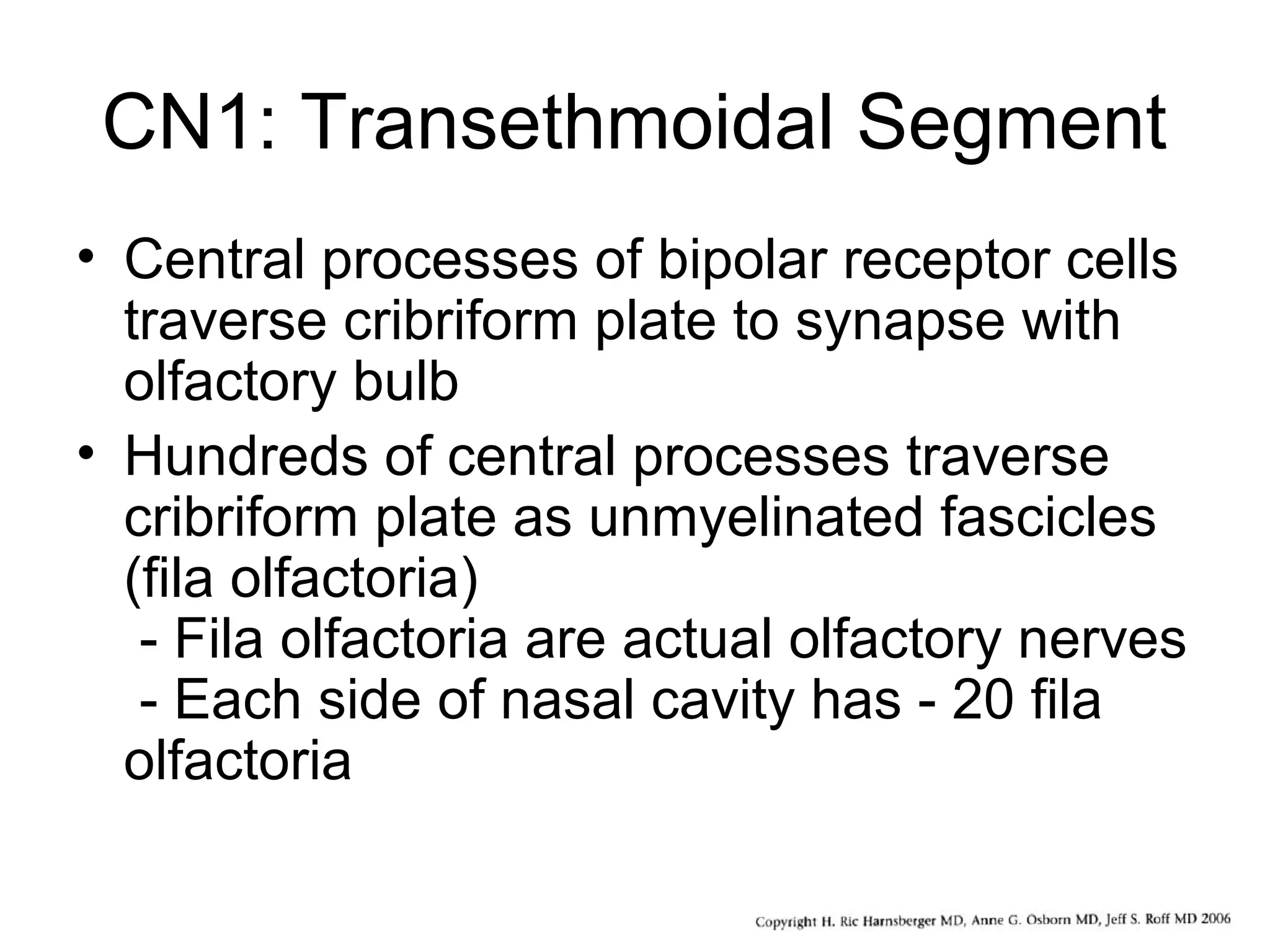 CN1: Transethmoidal Segment
• Central processes of bipolar receptor cells
traverse cribriform plate to synapse with
olfactory bulb
• Hundreds of central processes traverse
cribriform plate as unmyelinated fascicles
(fila olfactoria)
- Fila olfactoria are actual olfactory nerves
- Each side of nasal cavity has - 20 fila
olfactoria
 