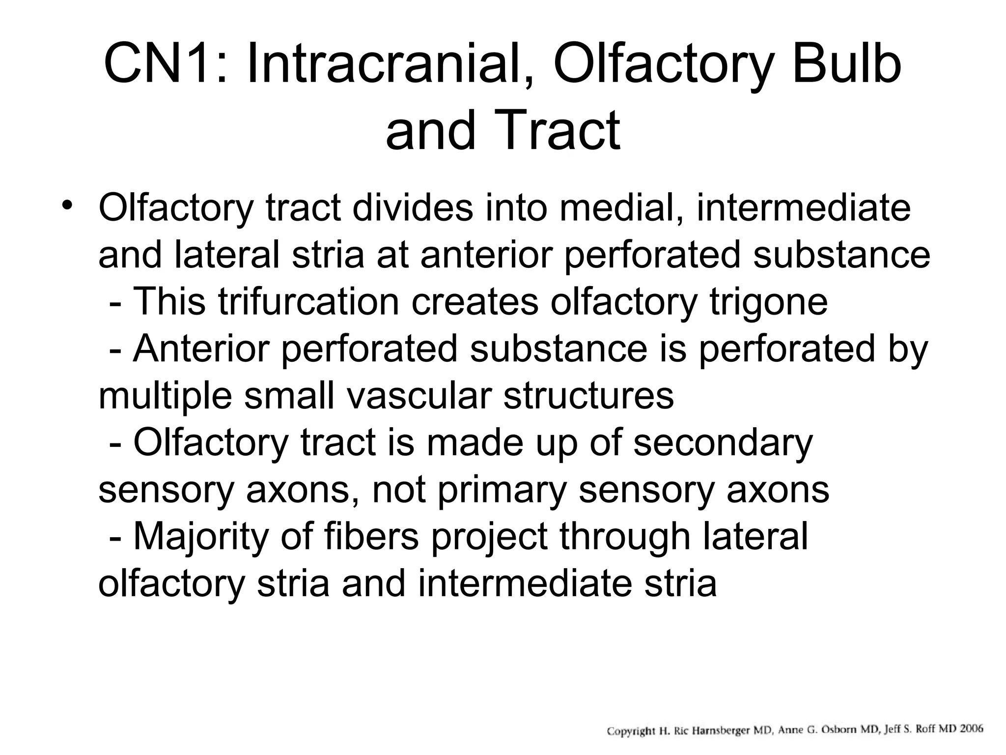CN1: Intracranial, Olfactory Bulb
and Tract
• Olfactory tract divides into medial, intermediate
and lateral stria at anterior perforated substance
- This trifurcation creates olfactory trigone
- Anterior perforated substance is perforated by
multiple small vascular structures
- Olfactory tract is made up of secondary
sensory axons, not primary sensory axons
- Majority of fibers project through lateral
olfactory stria and intermediate stria
 