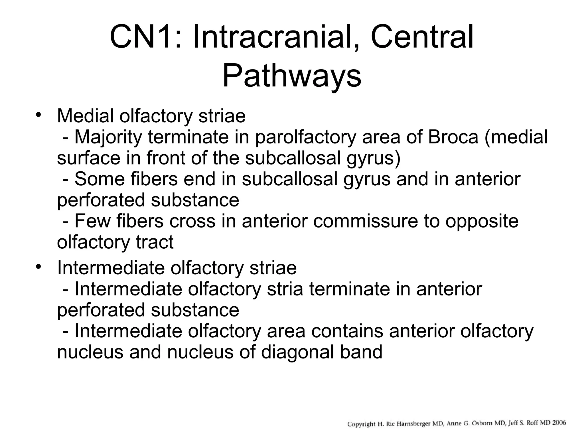 CN1: Intracranial, Central
Pathways
• Medial olfactory striae
- Majority terminate in parolfactory area of Broca (medial
surface in front of the subcallosal gyrus)
- Some fibers end in subcallosal gyrus and in anterior
perforated substance
- Few fibers cross in anterior commissure to opposite
olfactory tract
• Intermediate olfactory striae
- Intermediate olfactory stria terminate in anterior
perforated substance
- Intermediate olfactory area contains anterior olfactory
nucleus and nucleus of diagonal band
 