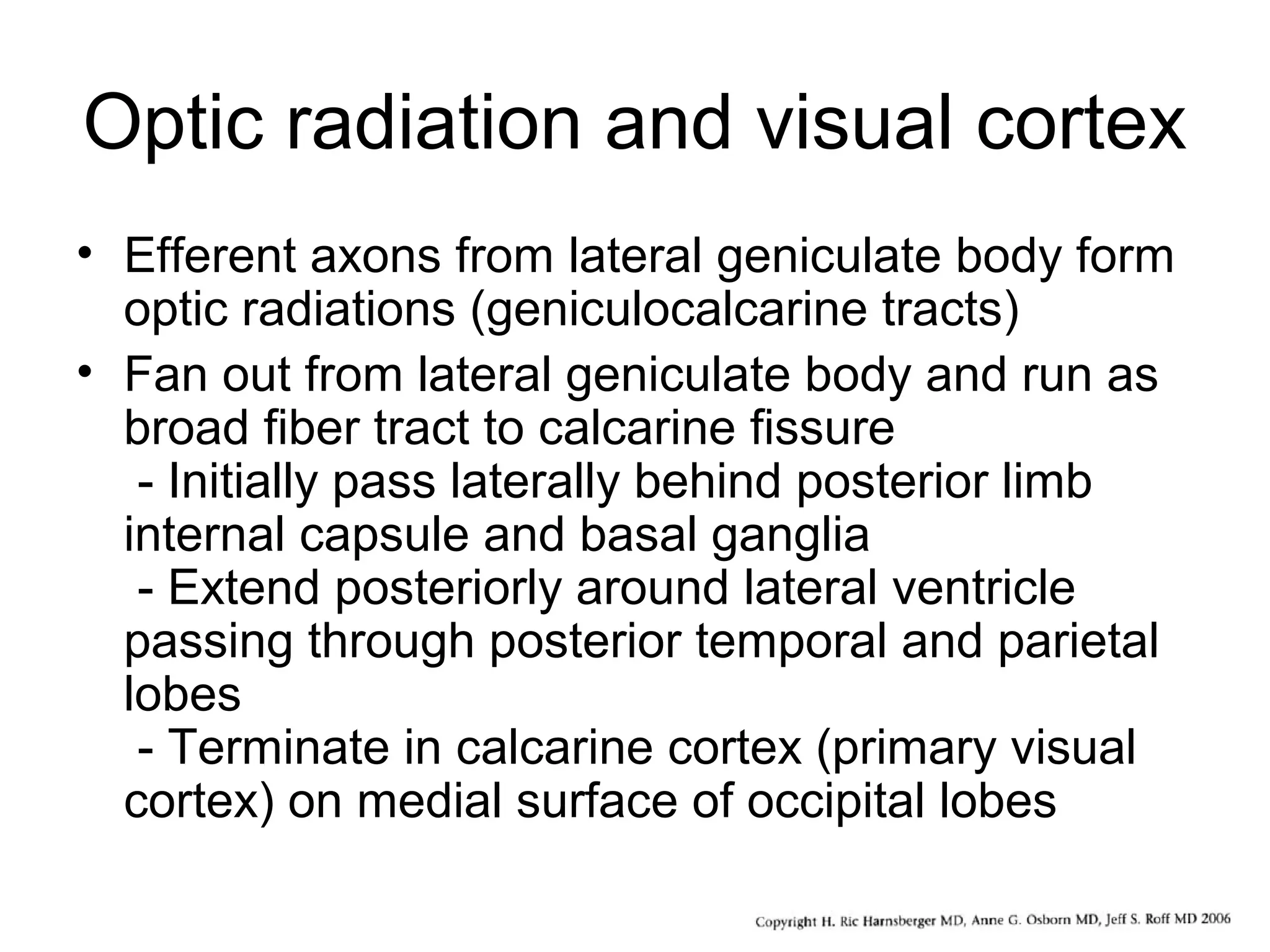 Optic radiation and visual cortex
• Efferent axons from lateral geniculate body form
optic radiations (geniculocalcarine tracts)
• Fan out from lateral geniculate body and run as
broad fiber tract to calcarine fissure
- Initially pass laterally behind posterior limb
internal capsule and basal ganglia
- Extend posteriorly around lateral ventricle
passing through posterior temporal and parietal
lobes
- Terminate in calcarine cortex (primary visual
cortex) on medial surface of occipital lobes
 