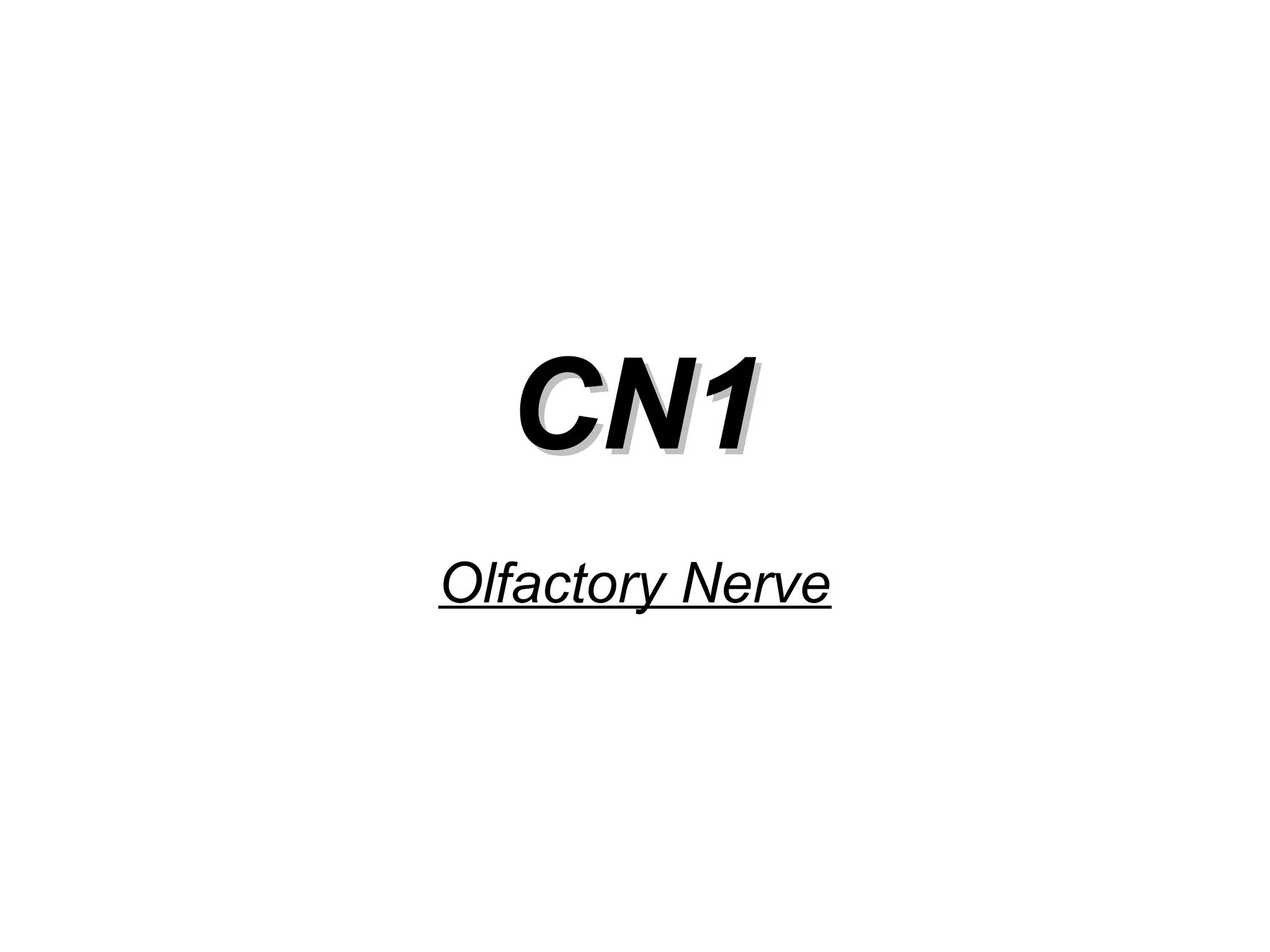 CN1CN1
Olfactory Nerve
 