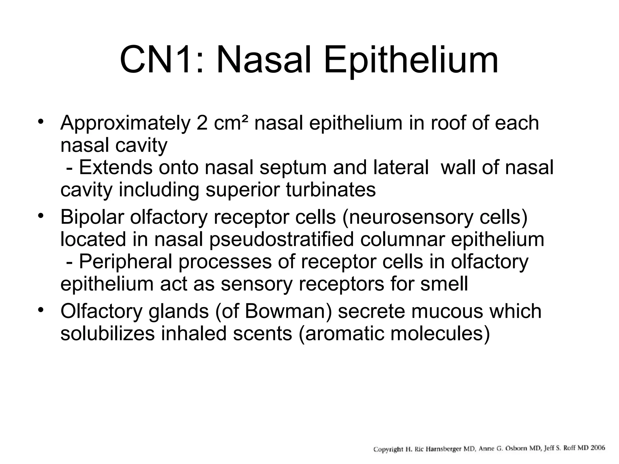 CN1: Nasal Epithelium
• Approximately 2 cm² nasal epithelium in roof of each
nasal cavity
- Extends onto nasal septum and lateral wall of nasal
cavity including superior turbinates
• Bipolar olfactory receptor cells (neurosensory cells)
located in nasal pseudostratified columnar epithelium
- Peripheral processes of receptor cells in olfactory
epithelium act as sensory receptors for smell
• Olfactory glands (of Bowman) secrete mucous which
solubilizes inhaled scents (aromatic molecules)
 