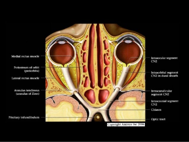Cranial nerves part 1