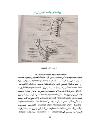 99
A, B55-
THE HYPOGLOSSAL NERVE(MOTOR)
OlivaPyramid
Cerebellum
Post.cranial fossaHypoglosal canal
Skill
Internal jugular vein
Internal jugular veinInternal carotied
,Stylohyoid muscle , Post. Belly of
digastric-Post.auricular arteryOccipital artery
Posterior belly
Ext.carotiedInt.carotiedLingual
 
