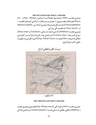 87
THE OCULOMATOR NERVE ( MOTOR)
OrbitSup. ObliqueLat.
Rectus.
ParasymphatheticSphincter pupillae
Ciliary muscle.
MidbrainArachnoidDura mater
Cavernous sinus
OrbitSup. Orbital fissure
.
49-
THE TROCHLEAR NERVE (MOTOR)
OrbitSup. Oblique muscle
MidbrainCerebral peduncle
 