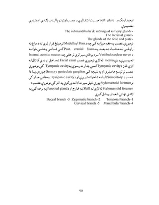 90
Soft plate
-The submandibular & sublingual salivary glands
-The lacrimal gland
-The glands of the nose and plate
PonsMedulla
Post. cranial fossa
Vestibulococlear nerveInternal acostic meatus
meatusFacial canal
Tympanic cavityTympanic cavity
Sensory geniculate ganglion
PromontoryTympanic cavity
Stylomastoid foramen
Stylomastoid foramenSkillParotied gland
-1Temporal branch-2Zygomatic branch-3Buccal branch
-4Mandibular branch-5Cervical branch
 