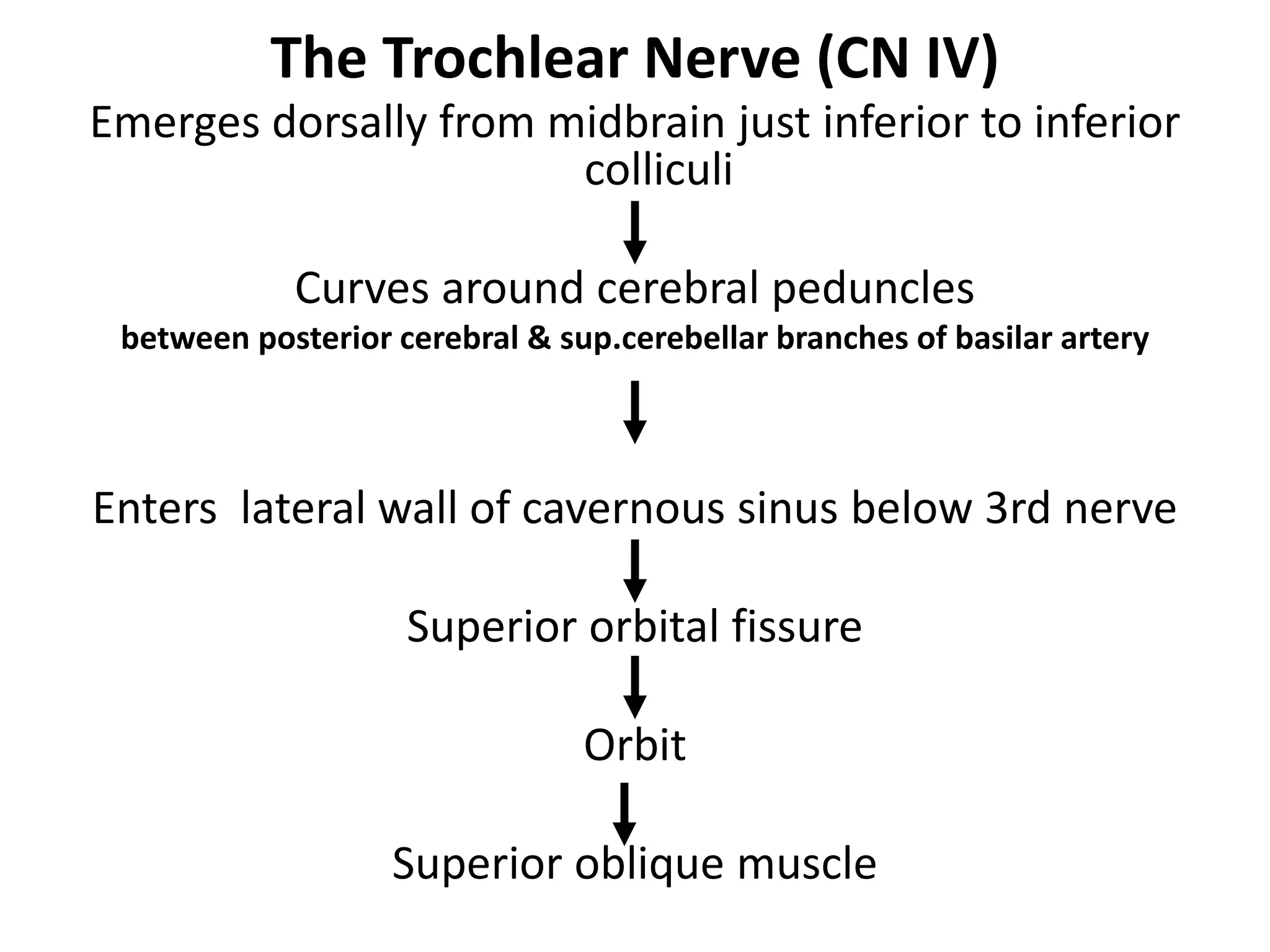 Cranial nerves pathways PDF with everything explained | PDF