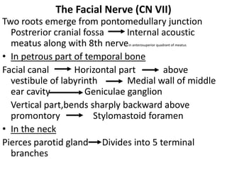Cranial nerves pathways PDF with everything explained | PDF
