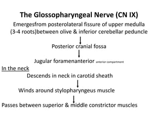 Cranial nerves pathways PDF with everything explained | PDF