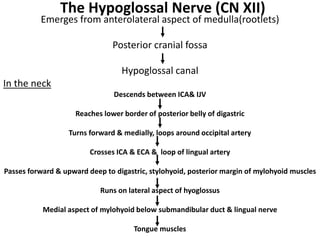 Cranial nerves pathways PDF with everything explained | PDF