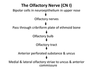 Cranial nerves pathways PDF with everything explained | PDF