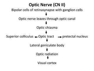 Cranial nerves pathways PDF with everything explained | PDF