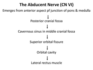 Cranial nerves pathways PDF with everything explained | PDF