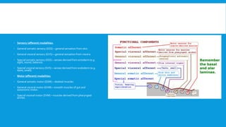  Sensory (afferent) modalities:
 General somatic sensory (GSS) – general sensation from skin.
 General visceral sensory (GVS) – general sensation from viscera.
 Special somatic sensory (SSS) – senses derived from ectoderm (e.g.
sight, sound, balance).
 Special visceral sensory (SVS) – senses derived from endoderm (e.g.
taste, smell).
 Motor (efferent) modalities:
 General somatic motor (GSM) – skeletal muscles.
 General visceral motor (GVM) – smooth muscles of gut and
autonomic motor.
 Special visceral motor (SVM) – muscles derived from pharyngeal
arches.
 