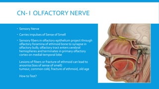 CN- I OLFACTORY NERVE
 Sensory Nerve
 Carries impulses of Sense of Smell
 Sensory fibers in olfactory epithelium project through
olfactory foramina of ethmoid bone to synapse in
olfactory bulb; olfactory tract enters cerebral
hemispheres and terminates in primary olfactory
cortex on medial temporal lobe
Lesions of fibers or fracture of ethmoid can lead to
anosmia (loss of sense of smell)
tumour, common cold, fracture of ethmoid, old age
How toTest?
 
