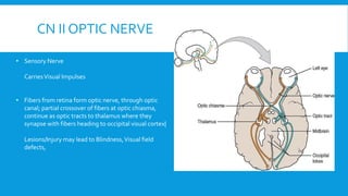 CN II OPTIC NERVE
• Sensory Nerve
CarriesVisual Impulses
• Fibers from retina form optic nerve, through optic
canal; partial crossover of fibers at optic chiasma,
continue as optic tracts to thalamus where they
synapse with fibers heading to occipital visual cortex|
Lesions/Injury may lead to Blindness,Visual field
defects,
 