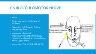 CN III OCCULOMOTOR NERVE
 Motor
 Arises from Anterior Surface of
Midbrain
 Passes through Superior Orbital
Fissure into orbit.
 Movement of eye ball
(Upward,Downward & Medially) ,
constriction of pupil, accommodation,
Raises upper eyelid.
 Innervates EOM (LPS,IR,MR,IO,SR)
 