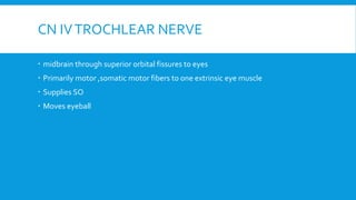 CN IVTROCHLEAR NERVE
 midbrain through superior orbital fissures to eyes
 Primarily motor ,somatic motor fibers to one extrinsic eye muscle
 Supplies SO
 Moves eyeball
 