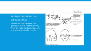  THE MAXILLARY NERVE (Vb)
 only sensory fibres
 skin of the face between the
palpebral fissure and the mouth,
from the nasal cavity and sinuses,
and from the maxillary teeth
 