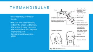 T H E M A N D I B U L A R N E RV E (V-C
 mixed sensory and motor
nerve.
 the skin over the mandible,
side of the cheek and temple,
the oral cavity and contents,
the external ear the tympanic
membrane and
temporomandibular joint
(TMJ)
 