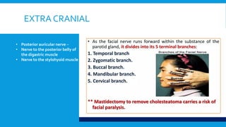EXTRA CRANIAL
• Posterior auricular nerve –
• Nerve to the posterior belly of
the digastric muscle
• Nerve to the stylohyoid muscle
 