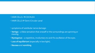  HAIR CELLS-→COCHLEA
 HAIR CELLS→ Semi-Circular canal
 symptoms of vestibular nerve damage:
 Vertigo – a false sensation that oneself or the surroundings are spinning or
moving.
 Nystagmus – a repetitive, involuntary to-and-fro oscillation of the eyes.
 Loss of equilibrium (especially in low light).
 Nausea and vomiting.
 