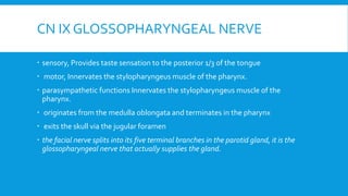 CN IX GLOSSOPHARYNGEAL NERVE
 sensory, Provides taste sensation to the posterior 1/3 of the tongue
 motor, Innervates the stylopharyngeus muscle of the pharynx.
 parasympathetic functions Innervates the stylopharyngeus muscle of the
pharynx.
 originates from the medulla oblongata and terminates in the pharynx
 exits the skull via the jugular foramen
 the facial nerve splits into its five terminal branches in the parotid gland, it is the
glossopharyngeal nerve that actually supplies the gland.
 