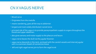CN XVAGUS NERVE
 Mixed nerve
 Originates from the medulla
 means wandering, goes all the way to abdomen
 longest and most widely distributed cranial nerve
 principal role of the vagus is to provide parasympathetic supply to organs throughout the
thorax and upper abdomen.
 also gives sensory and motor supply to the pharynx and larynx
 vagus nerve leaves the skull via the jugular foramen
 vagus nerve descends in the neck, enclosed with the carotid vessels and internal jugular
vein in a common sheath of connective tissue
 left and right vagal nerves join to form the vagal trunk
 