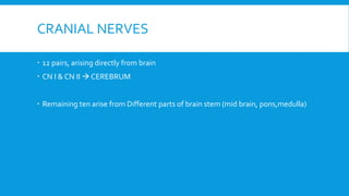 CRANIAL NERVES
 12 pairs, arising directly from brain
 CN I & CN II → CEREBRUM
 Remaining ten arise from Different parts of brain stem (mid brain, pons,medulla)
 