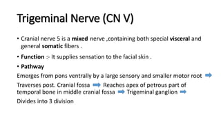 Trigeminal Nerve (CN V)
• Cranial nerve 5 is a mixed nerve ,containing both special visceral and
general somatic fibers .
• Function :- It supplies sensation to the facial skin .
• Pathway
Emerges from pons ventrally by a large sensory and smaller motor root
Traverses post. Cranial fossa Reaches apex of petrous part of
temporal bone in middle cranial fossa Trigeminal ganglion
Divides into 3 division
 