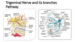 Trigeminal Nerve and its branches
Pathway
 