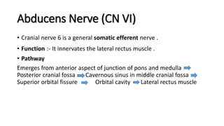 Abducens Nerve (CN VI)
• Cranial nerve 6 is a general somatic efferent nerve .
• Function :- It innervates the lateral rectus muscle .
• Pathway
Emerges from anterior aspect of junction of pons and medulla
Posterior cranial fossa Cavernous sinus in middle cranial fossa
Superior orbital fissure Orbital cavity Lateral rectus muscle
 