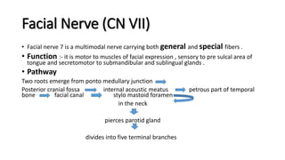Facial Nerve (CN VII)
• Facial nerve 7 is a multimodal nerve carrying both general and special fibers .
• Function :- it is motor to muscles of facial expression , sensory to pre sulcal area of
tongue and secretomotor to submandibular and sublingual glands .
• Pathway
Two roots emerge from ponto medullary junction
Posterior cranial fossa internal acoustic meatus petrous part of temporal
bone facial canal stylo mastoid foramen
in the neck
pierces parotid gland
divides into five terminal branches
 